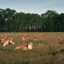 SDEdit of Deer Image with i_start=20